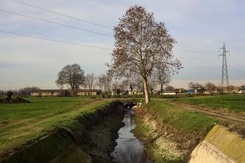 Tree by the edge of a stream of water next to a field and a dirt path in th.. Stock Photos