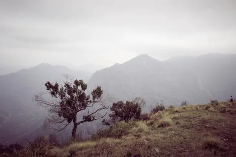 Tree at the edge of the top of the mountain Stock Photos