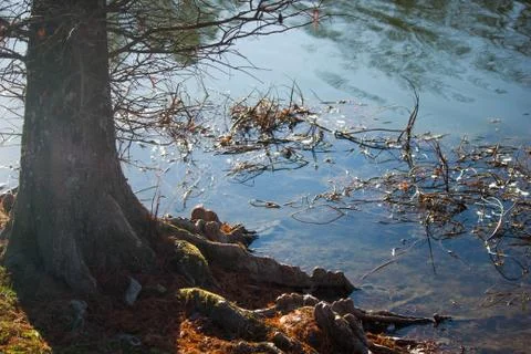 Tree on edge of water Stock Photos