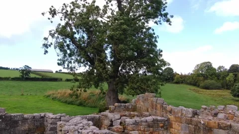 Tree at Edlingham Castle Ruins, orbit Video stock 132345956
