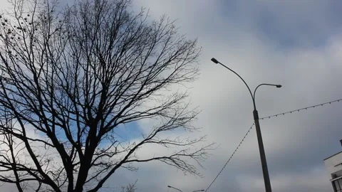 Tree with eilectric wires pillar Stock Footage 123318849