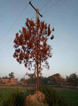 Tree in Electricity Tower Stock Photos