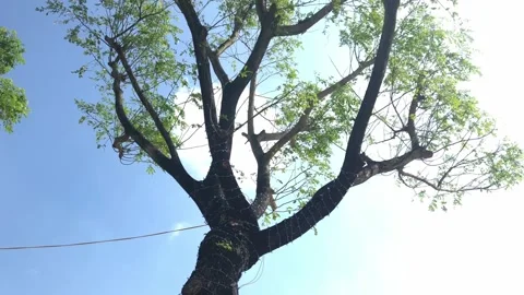 A tree with emerging buds dancing in the spring sunshine and blue sky, orbit Stock Footage 146766693