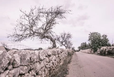 Tree empty country road Mallorca Stock Photos