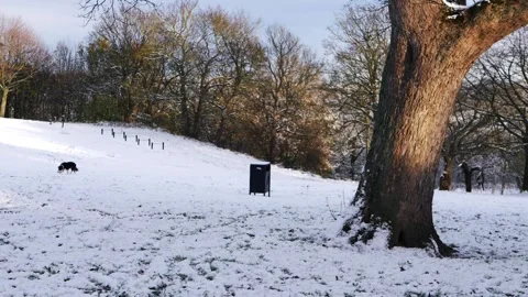 Tree in empty park covered in snow in winter Stock Footage 166833671