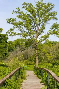Tree at the end of the Path Foto stock