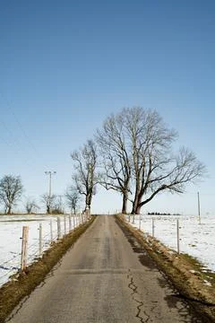 Tree at the end of a road in winter Stock Photos