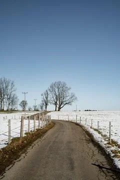 Tree at the end of a road in winter Stock Photos