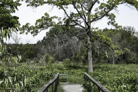 Tree at the end of a trail Foto stock