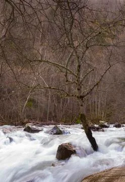 Tree enduring strong current Stock Photos