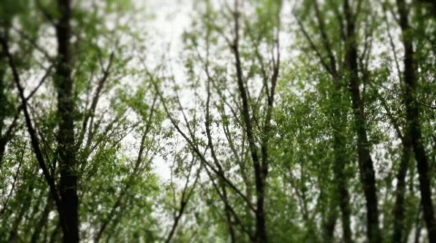 Tree Energy Stock Footage 727634