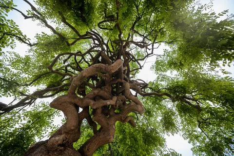Tree with entangled twisting branches 库存照片