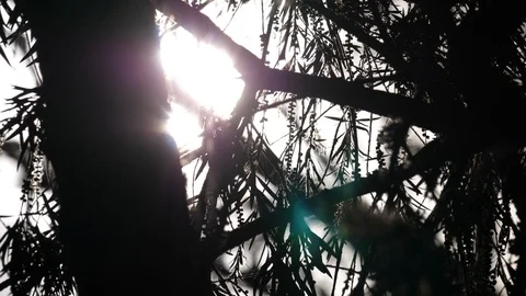 Tree in the evening Stock Footage 125490733