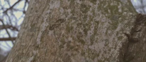 Tree in the evening Stock Footage 186239826