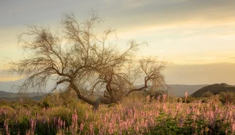 Tree in evening light in Joshua Tree National Park in California Stockfoto's