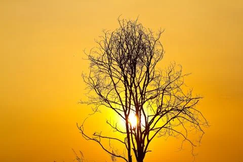 Tree of the evening. 스톡 사진