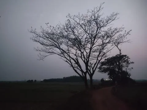 Tree at evening Stock Photos