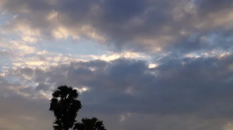 Tree on evening before sun sit Stock Footage 36244208