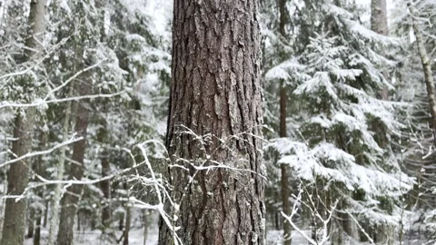 Tree in evergreen winter snowy forest Stock Footage 297404312