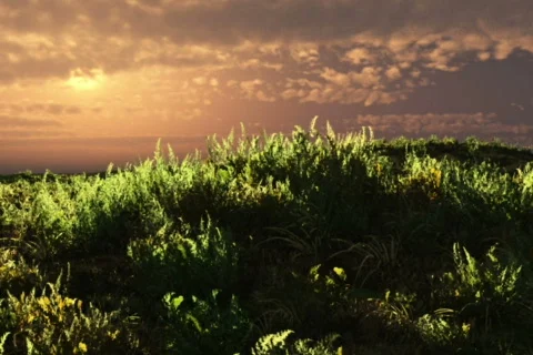 Tree evolution Stock Footage 344202