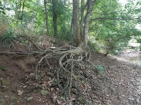 Tree with exposed roots and rocks Stock Photos