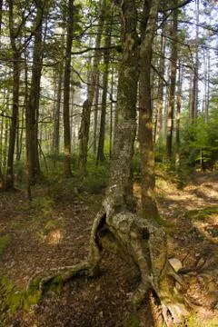 Tree with Exposed Roots Stock Photos
