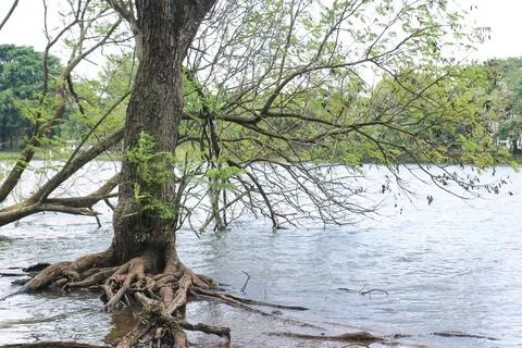 Tree with Exposed Roots in Shallow Lake Water for Nature Concept Stock Photos