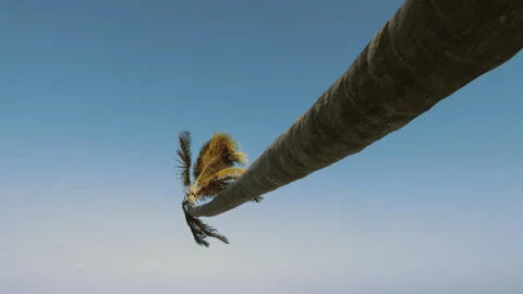 Tree extended onto beach Stock Footage 308434672