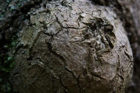 Tree Extreme Closeup Stock Photos
