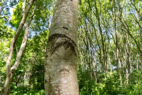 Tree eye on birch tree in springtime 库存照片