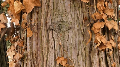 Tree with an eye in it's stem looking at you Stock Footage 103451805