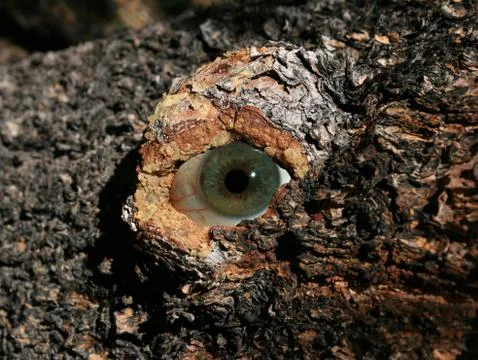 Tree eye Foto stock