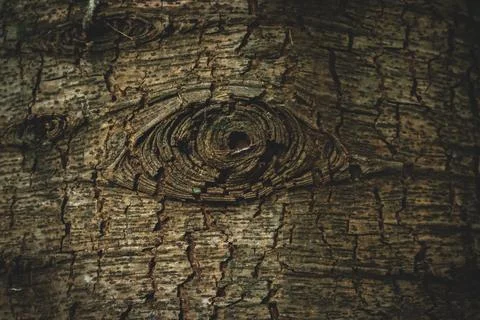 Tree eye Foto stock