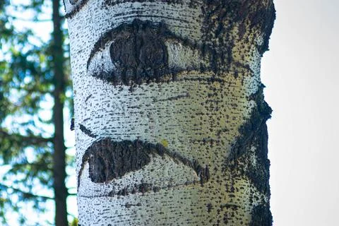 A tree with eyes Stock Photos