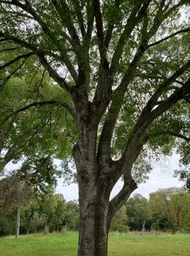 Tree face from a distance Foto stock