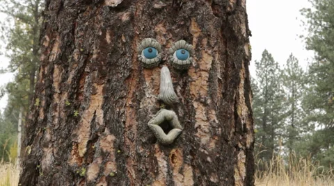 Tree Face Stock Footage 40810823