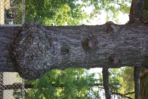 Tree Face Stock Photos