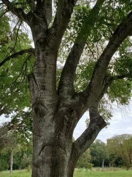 Tree face Foto stock