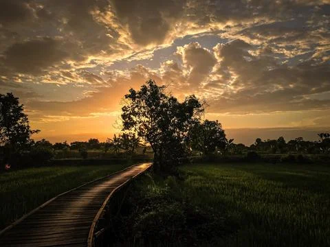 A tree facing directly into heaven Stock Photos