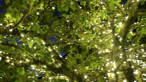 Tree with fairy lights Stock Footage 101754149