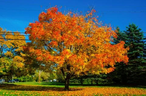 A tree in the fall changing colors on a clear sunny day in metro Detroit, M.. Stock Photos