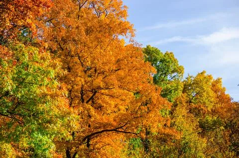 A tree in the fall changing colors on a clear sunny day at Kensington Metro.. Stock Photos