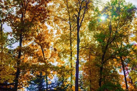 A tree in the fall changing colors on a clear sunny day at Kensington Metro.. Stock Photos