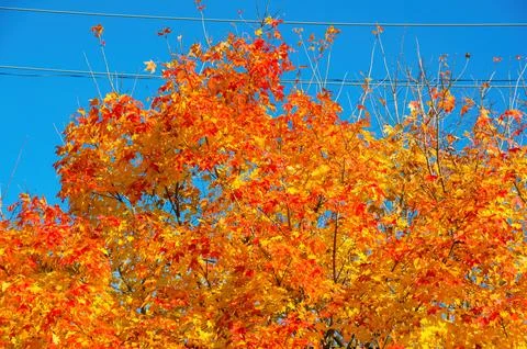 A tree in the fall changing colors on a clear sunny day at Kensington Metro.. Stock Photos
