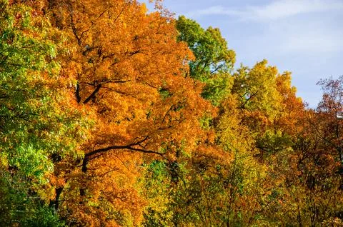 A tree in the fall changing colors on a clear sunny day at Kensington Metro.. Stock Photos