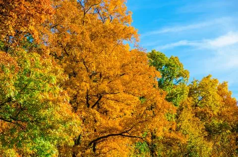 A tree in the fall changing colors on a clear sunny day at Kensington Metro.. Foto stock
