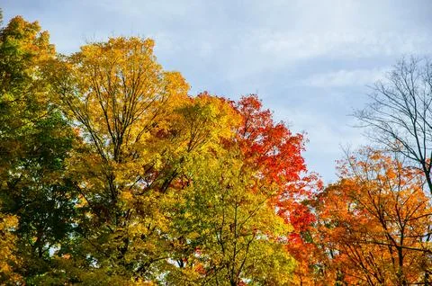 A tree in the fall changing colors on a clear sunny day at Kensington Metro.. Stock Photos