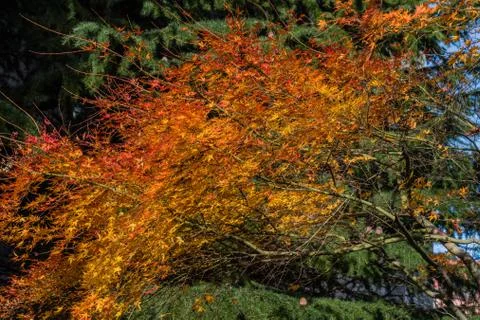 Tree with fall colored leaves Stock Photos