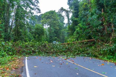 A tree fall down on the road in wild forest (1 of 1) Stock Photos