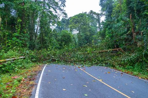 A tree fall down on the road in wild forest (2 of 4) Stock Photos